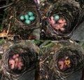 ÃÂ  the beginning of bird life in nature